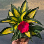 Sunpatiens Compact Tropical Rose