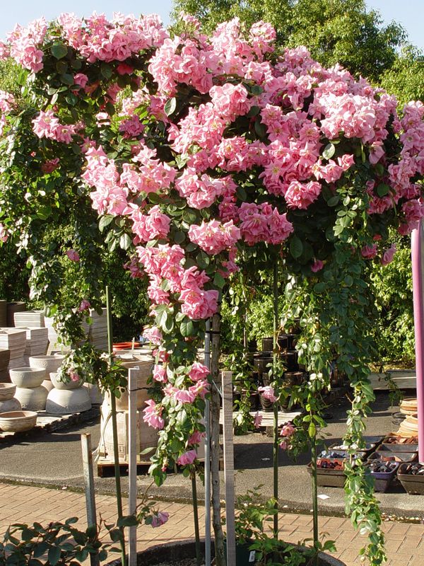 Rose - Climbing "Pinkie"