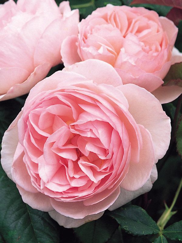 David Austin Rose - Heritage