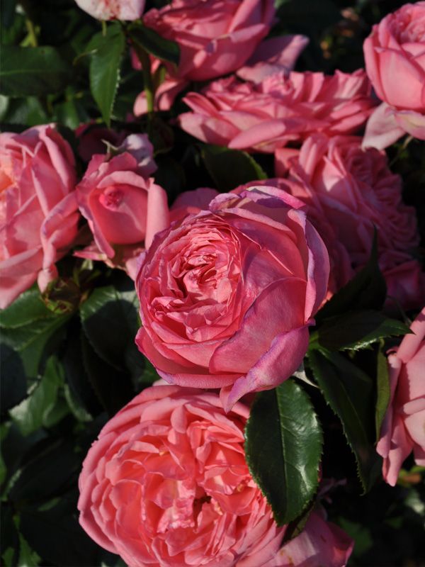 Rose - George Delbard "Parfum de Paris"