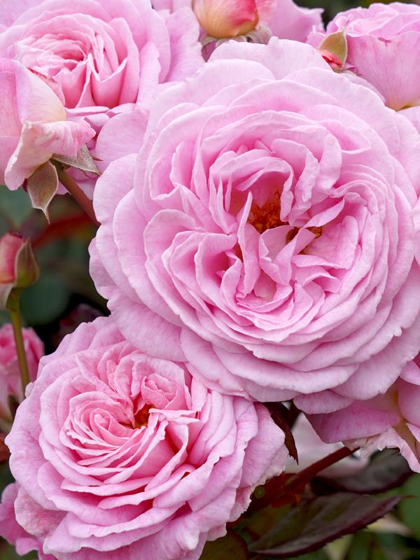 Rose floribunda "Summer Romance"(Kortekcho)