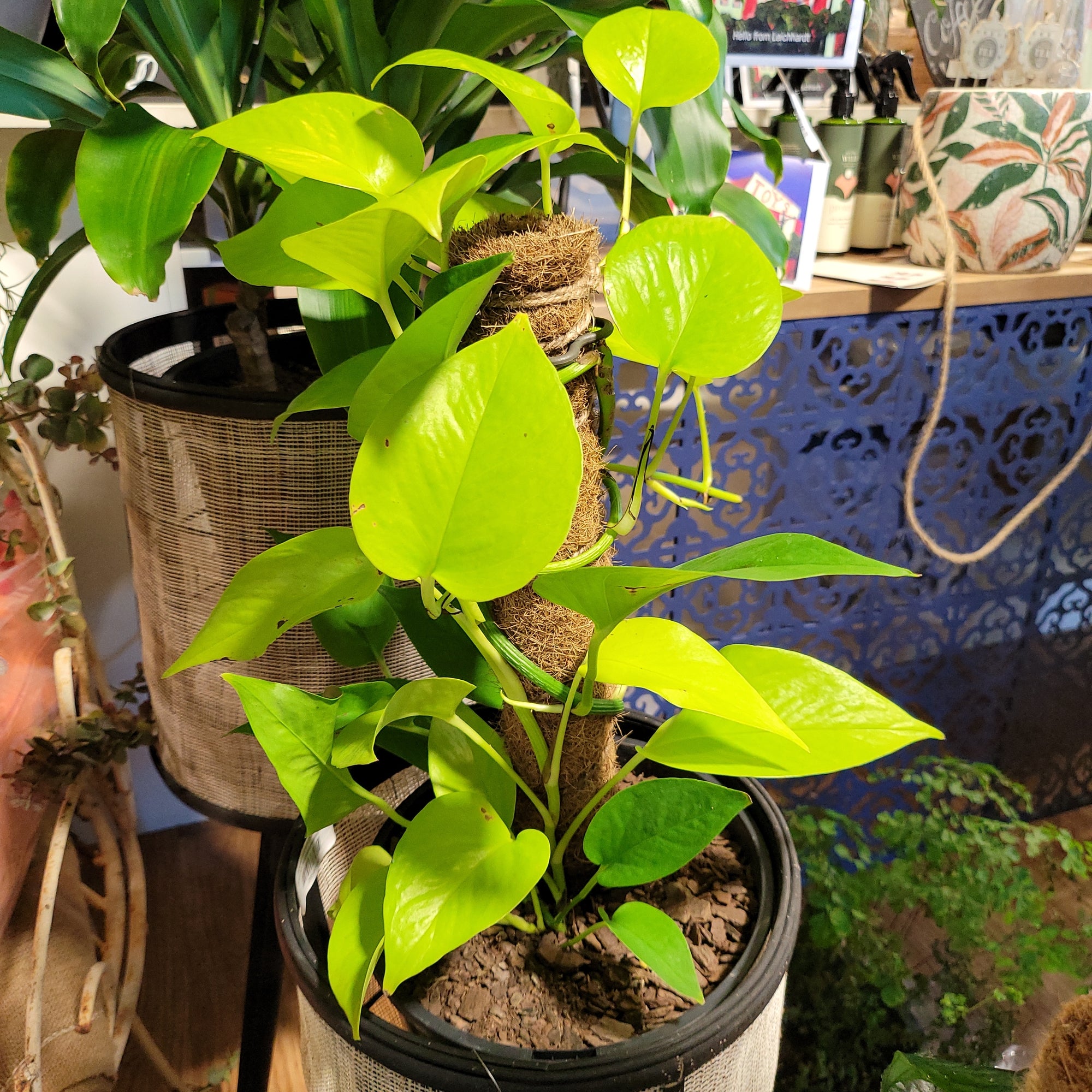 Epipremnum aureum (Pothos) goldilocks totem