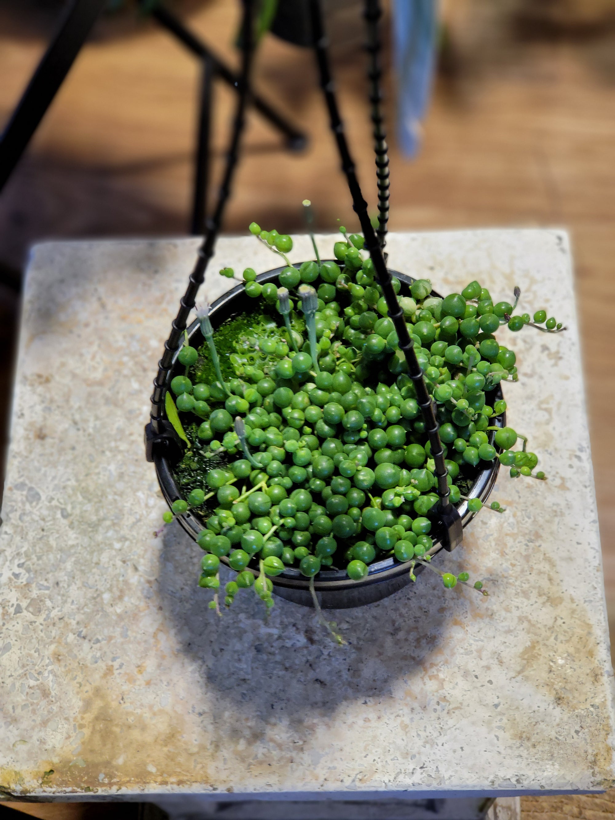 String of pearls . Senecio rowleyanus