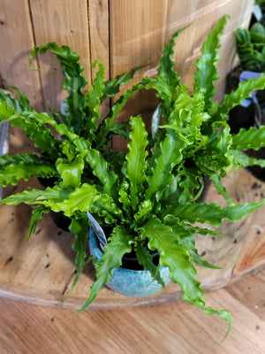 Asplenium Osaka "Birds Nest Fern"