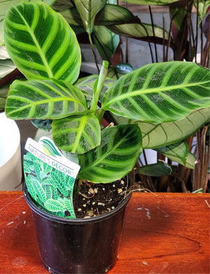 Calathea zebrina