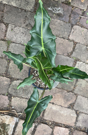 Alocasia ‘Sarian’ - Artisans Garden Nursery