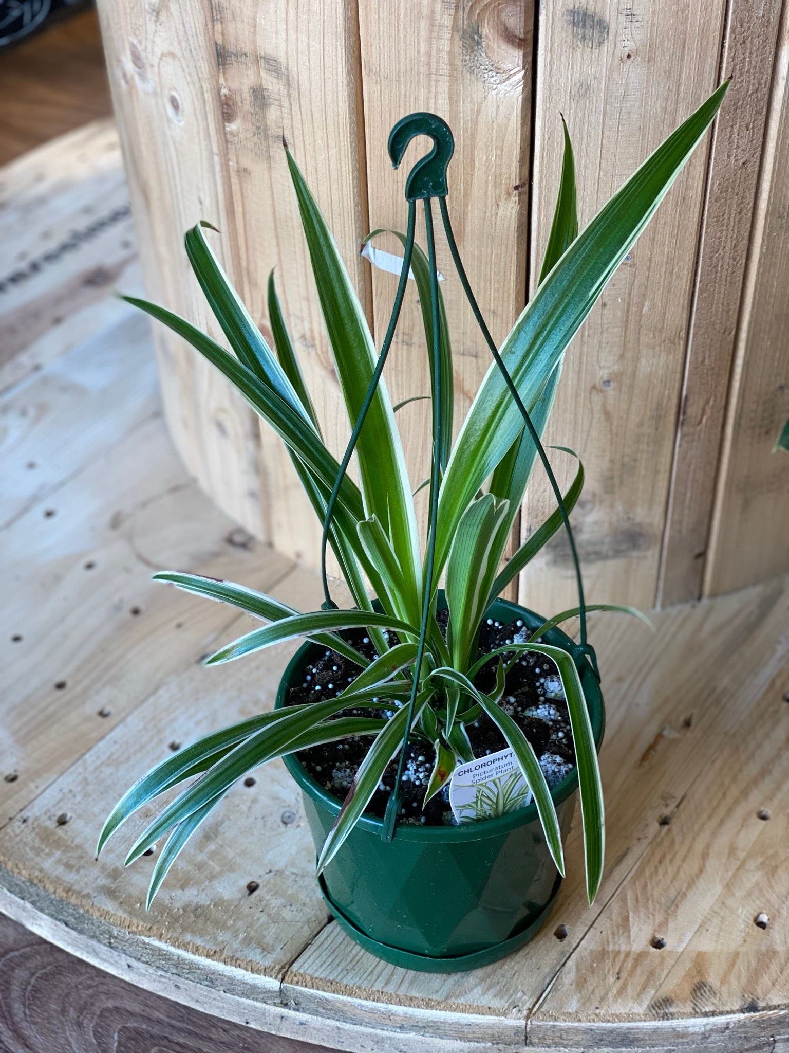 Spider plant- Chlorophytum comosum variegatum