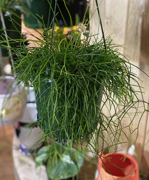 Rhipsalis species - That Plant Shop