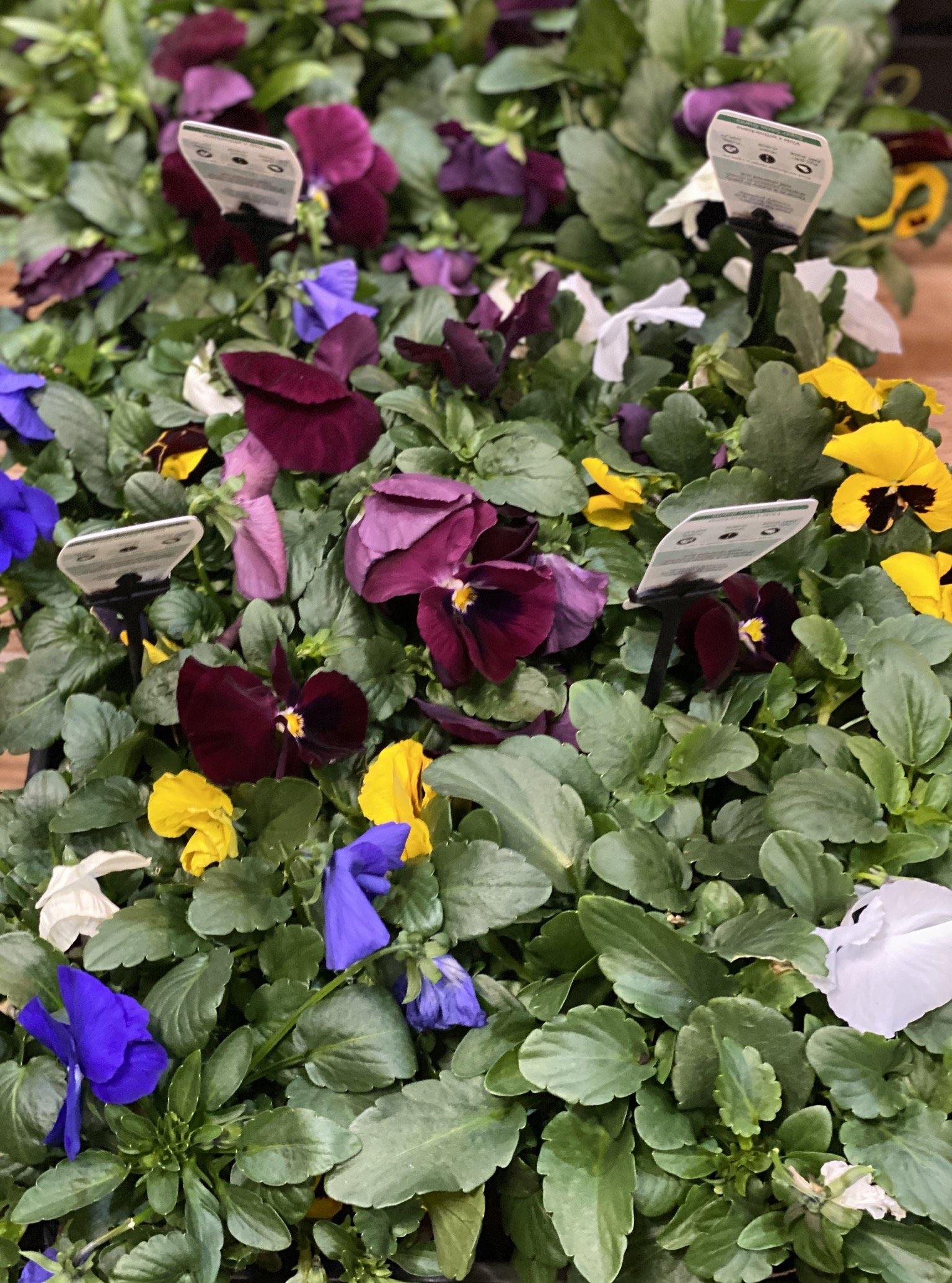 Pansy super Swiss giants - That Plant Shop