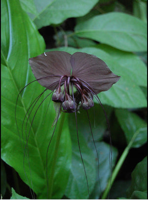 Tacca Chantrieri “black bat flower”