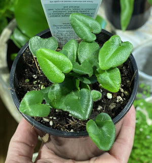 Heart Fern Hemonitis arifolia - That Plant Shop