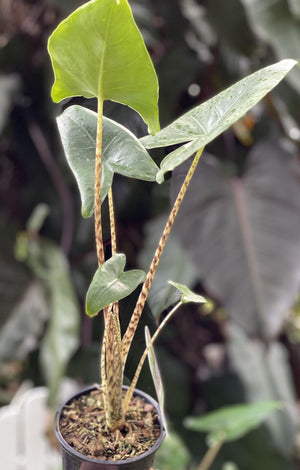 Alocasia zebrina - Artisans Garden Nursery