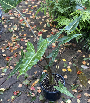Alocasia ‘Sarian’ - Artisans Garden Nursery