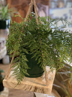 Asplenium bulbiferum hen and chicken fern - Artisans Garden Nursery