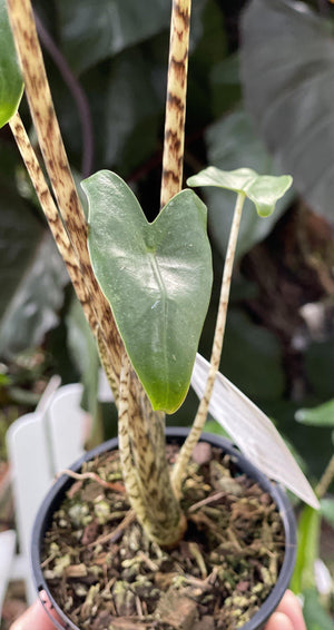 Alocasia zebrina - Artisans Garden Nursery