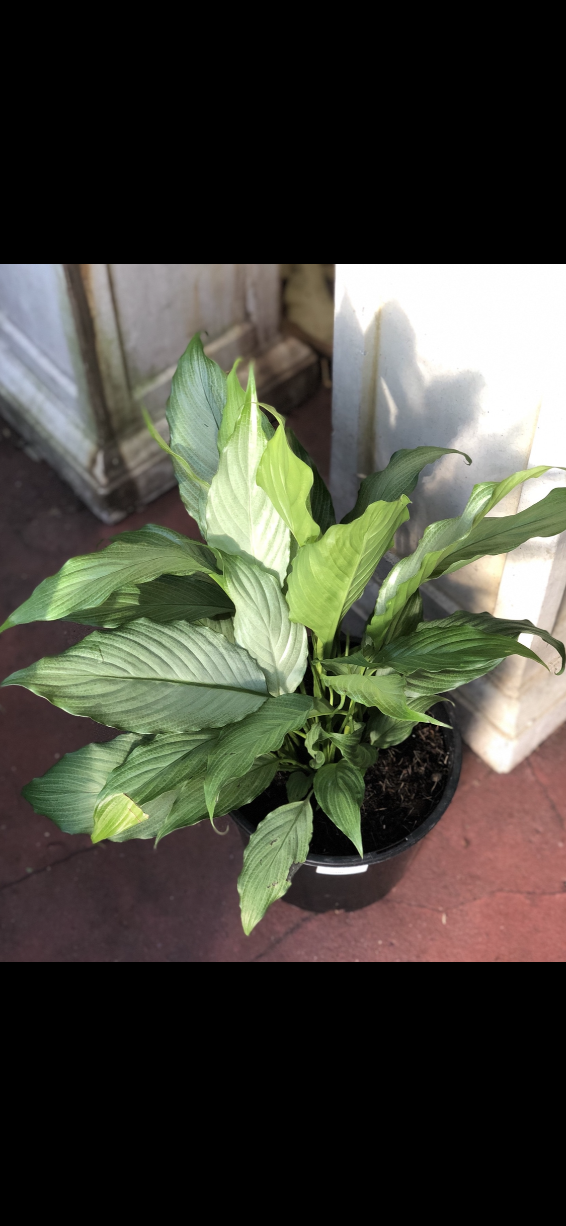 Spathiphyllum “platinum mist”