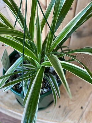 Spider plant- Chlorophytum comosum variegatum