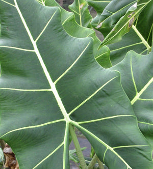 Alocasia ‘Sarian’ - Artisans Garden Nursery