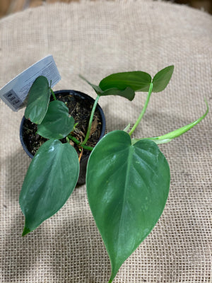 Philodendron Cordatum heart leaf