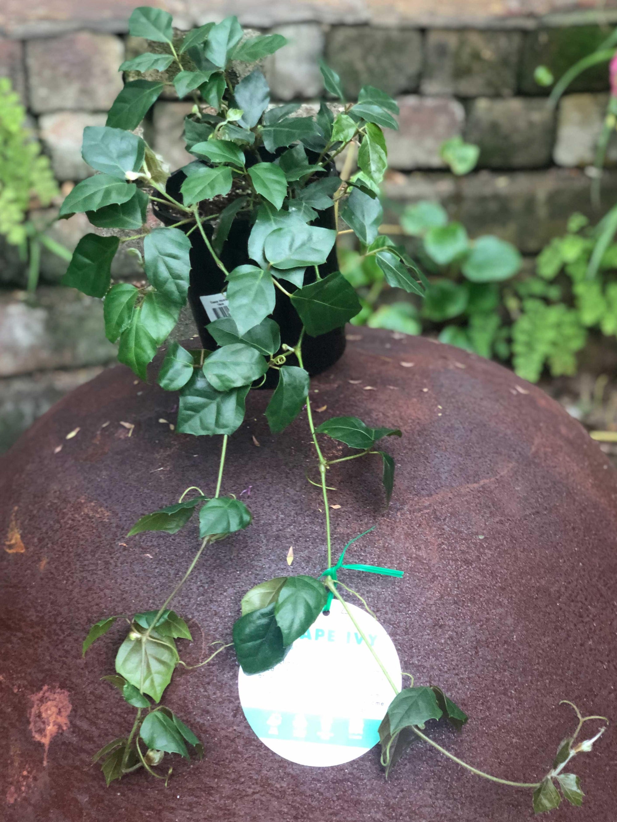 Cissus Rhombifolia (Grape Ivy) - Artisans Garden Nursery