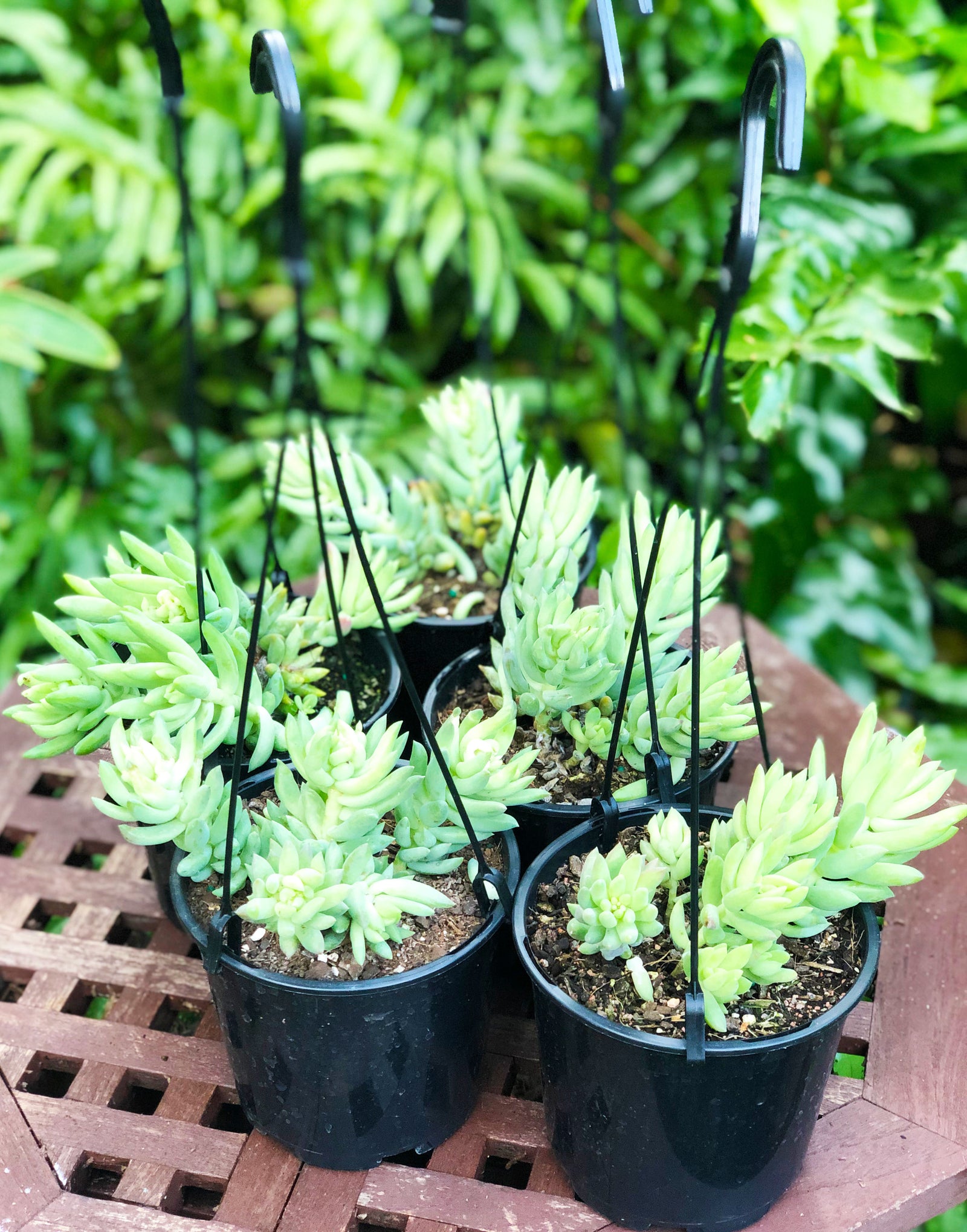 Sedum morganianum (donkeys tail)