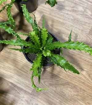 Asplenium Osaka "Birds Nest Fern" - Artisans Garden Nursery