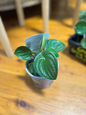 Peperomia argyreia 'watermelon’