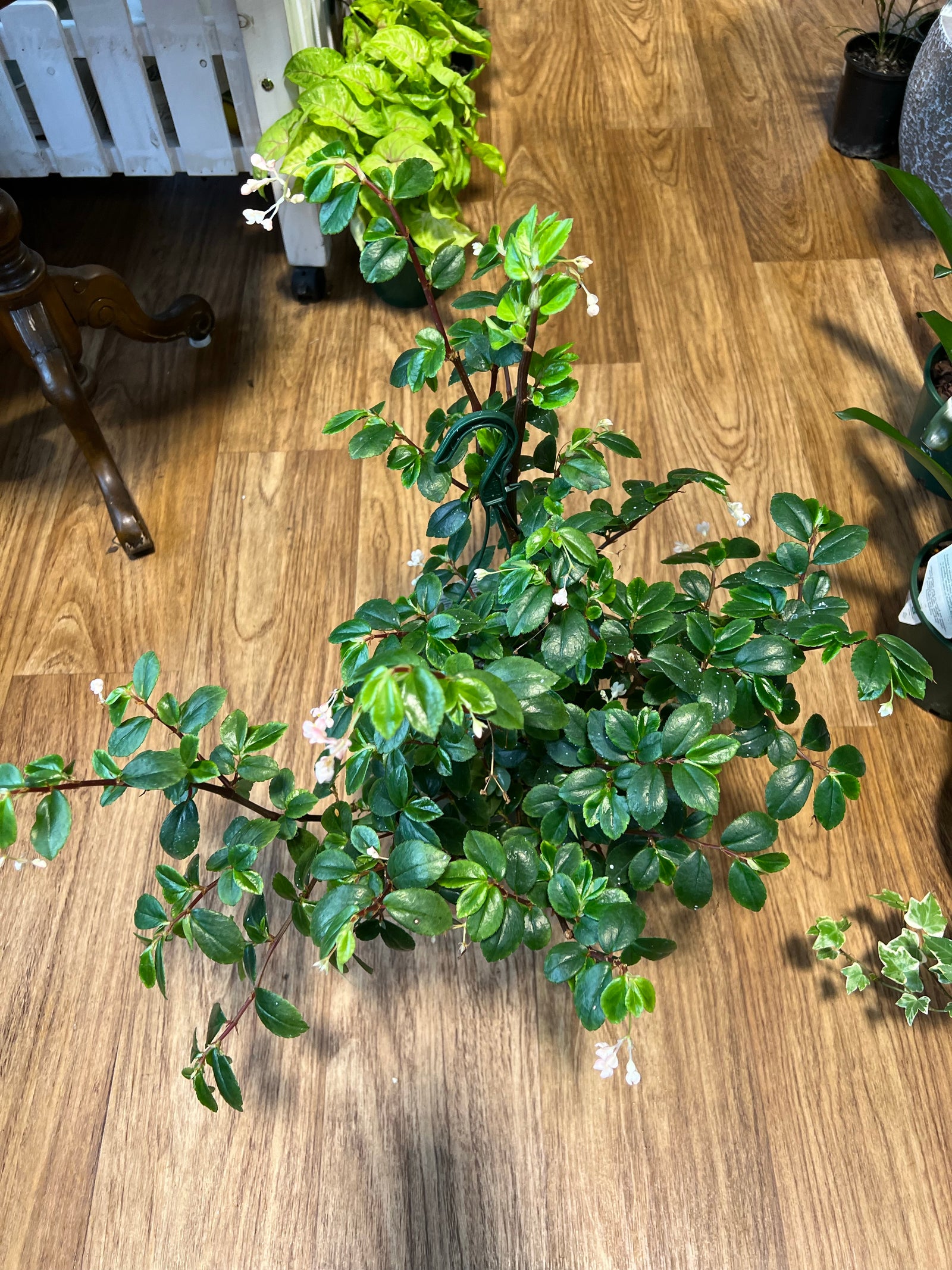 Begonia foliosa "fern leaf"