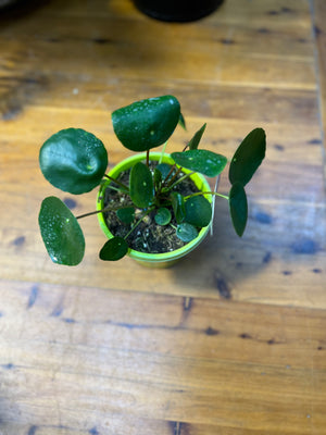 Pilea peperomioides Chinese money plant