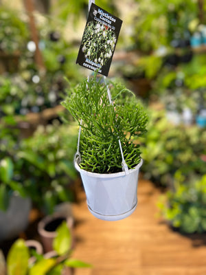 Rhipsalis pom pom cereuscula