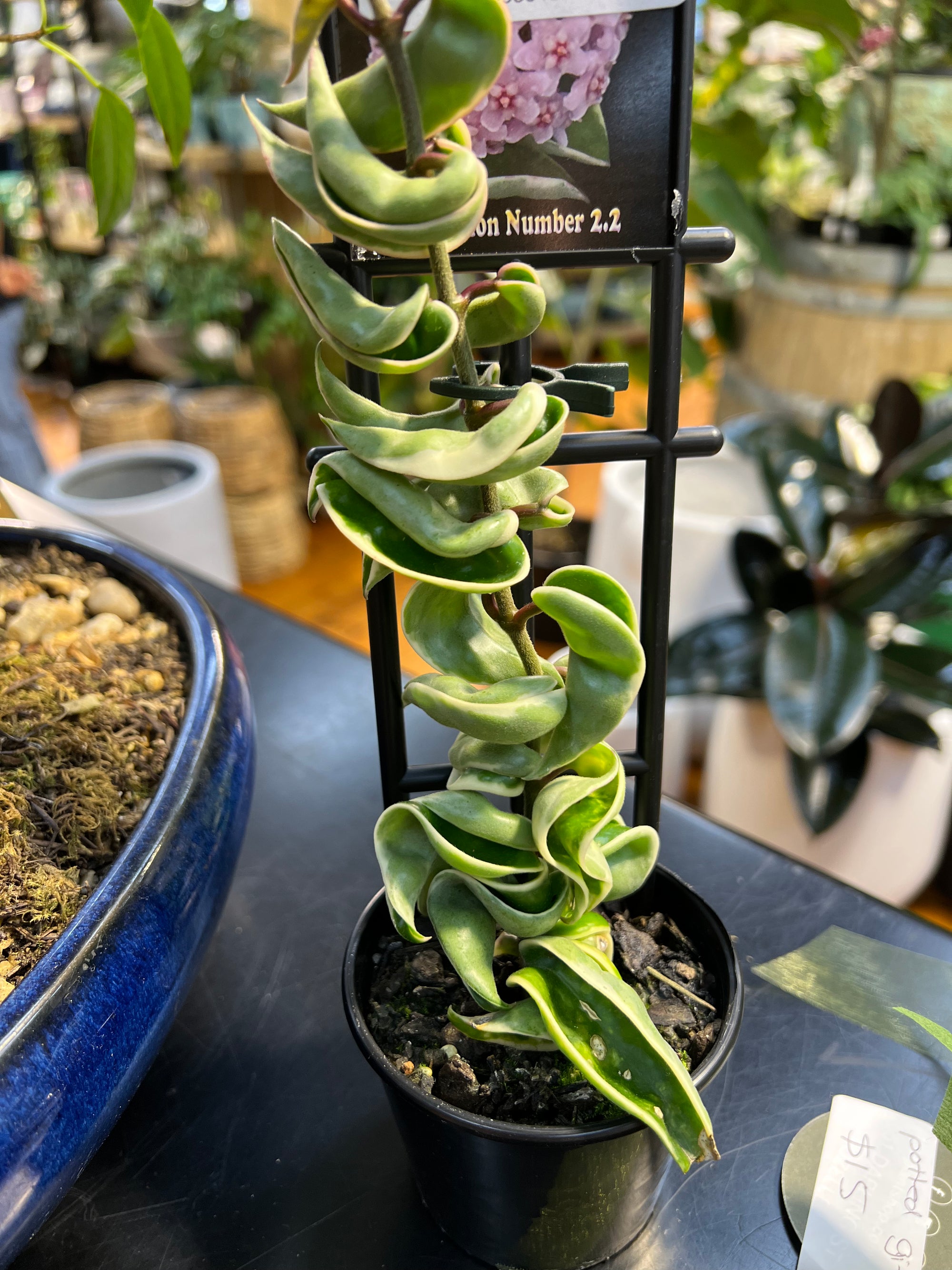 Variegated Indian Rope Hoya