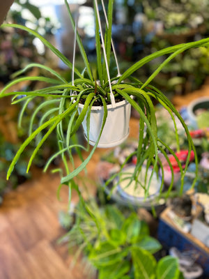 Rhipsalis micrantha species