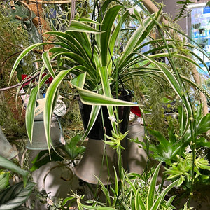 Spider Plant Chlorophytum