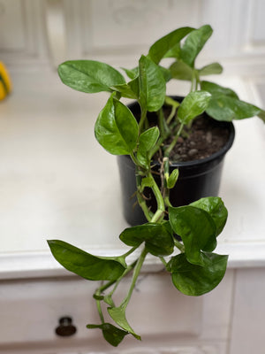 epipremnum aureum "Green Queen"