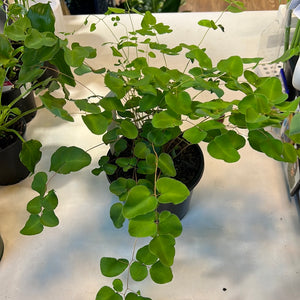 Pellaea rotundafolia button fern