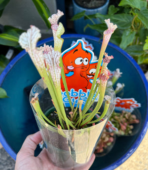 Sarracenia Pitcher plant