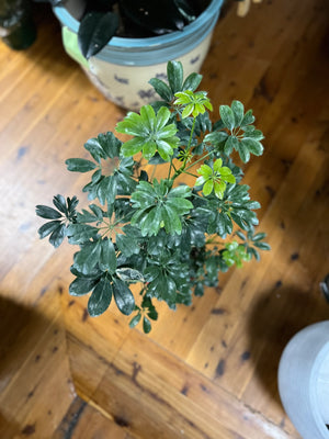 Schefflera mini leaf