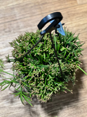 Rhipsalis pom pom cereuscula