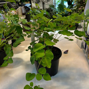 Pellaea rotundafolia button fern