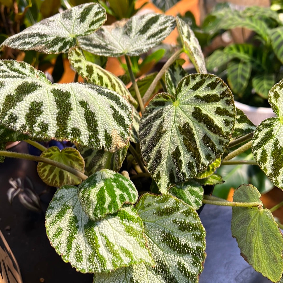 Begonia silver jewel