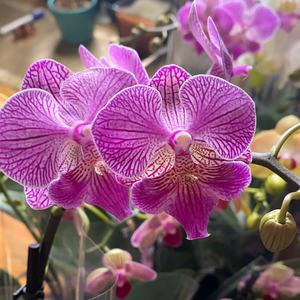 Phalaenopsis mini  double stem orchid