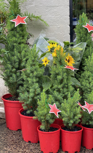 Christmas tree potted - Artisans Garden Nursery