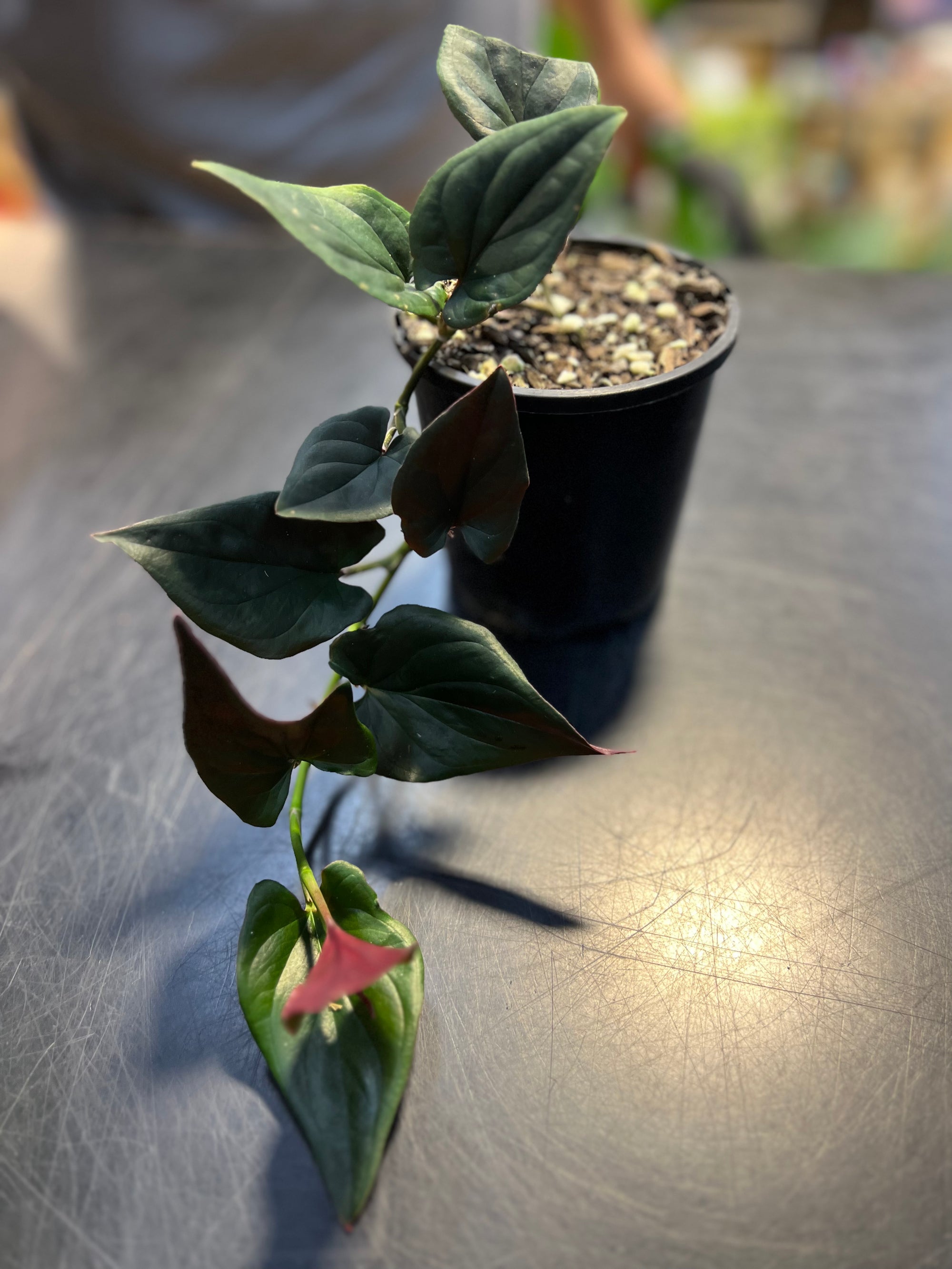 Syngonium red arrowhead