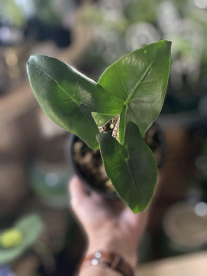 Alocasia zebrina - Artisans Garden Nursery