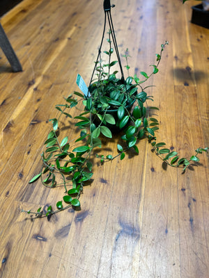 Aechynanthus lipstick