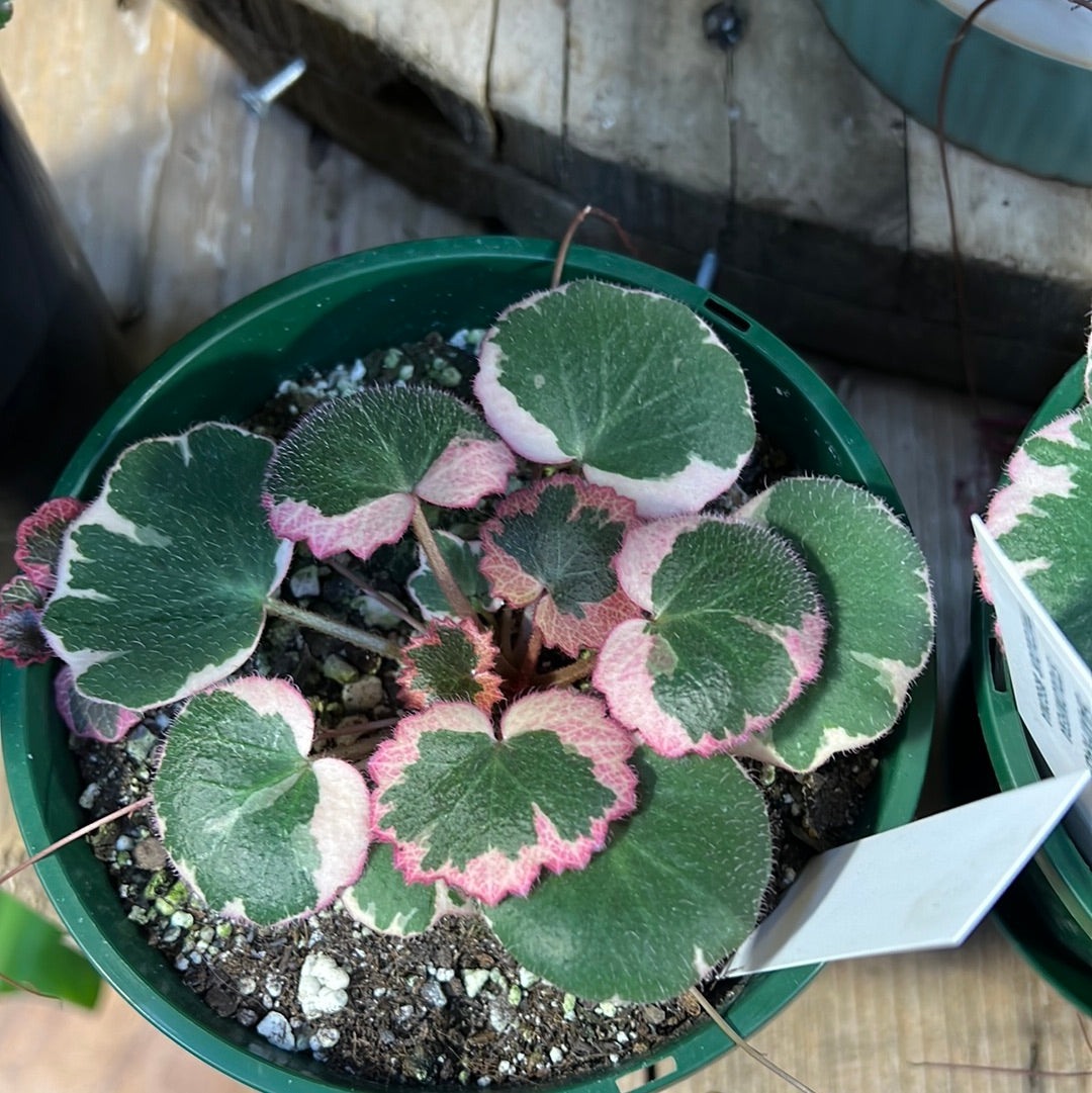 Saxifraga stolonifera tricolour