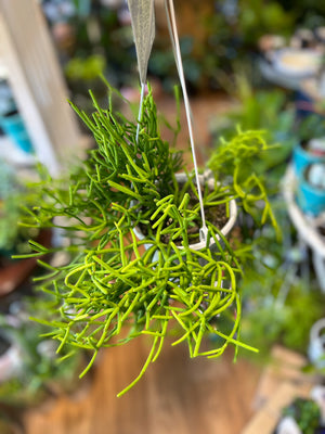 Rhipsalis micrantha species