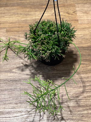 Rhipsalis pom pom cereuscula