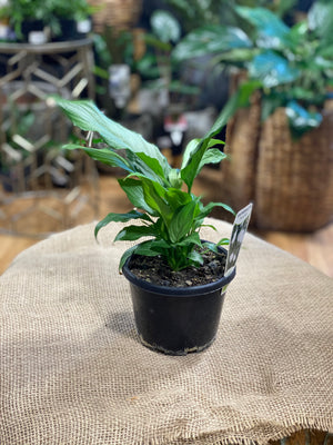 Spathiphyllum “platinum mist”