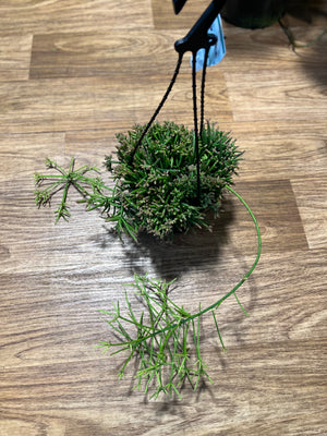 Rhipsalis pom pom cereuscula